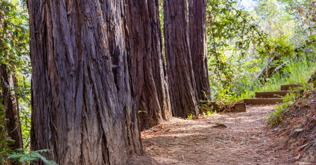 A beautiful dirt trail winding through towering redwood trees in a sunlit forest.